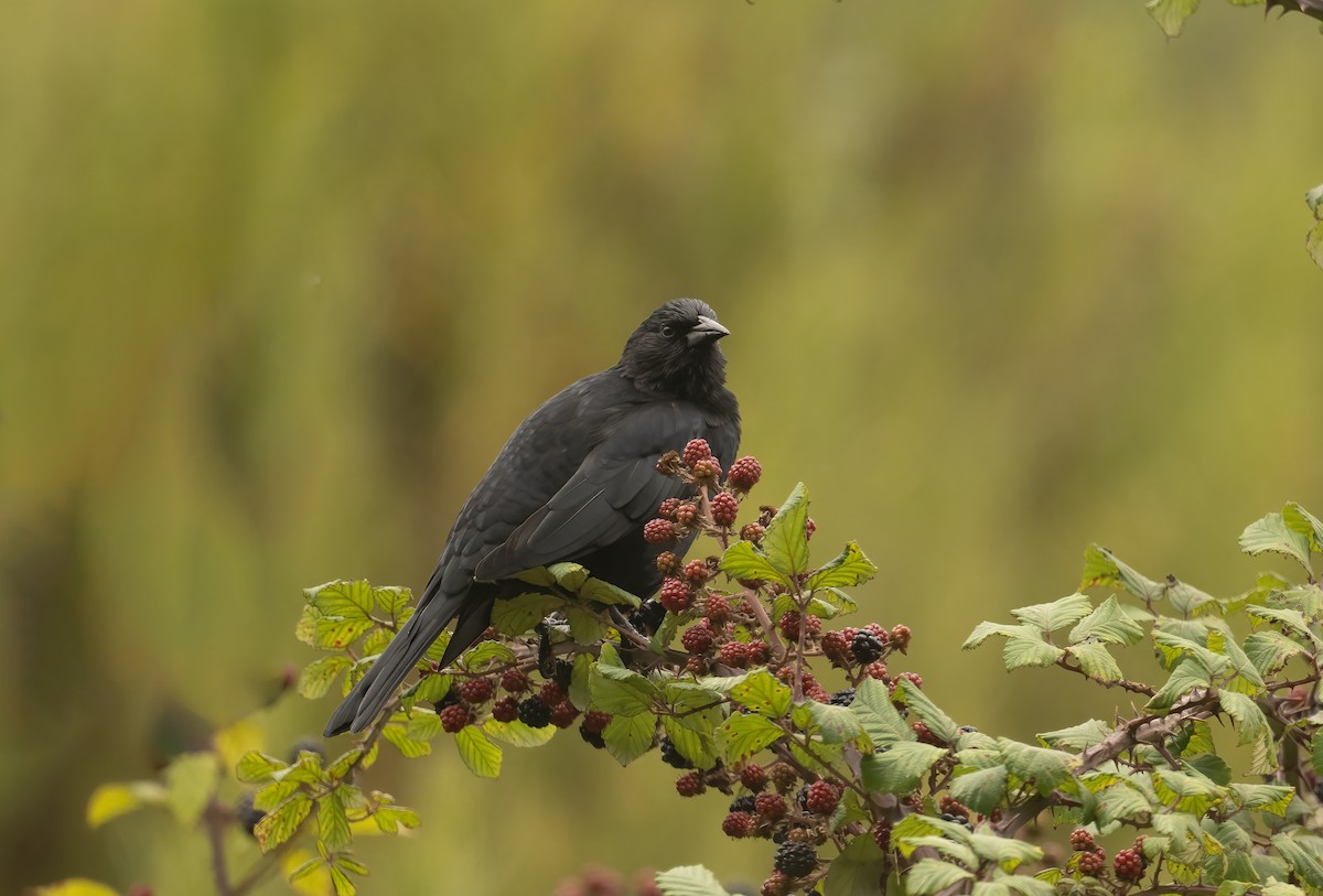 Austral Blackbird - ML632535732