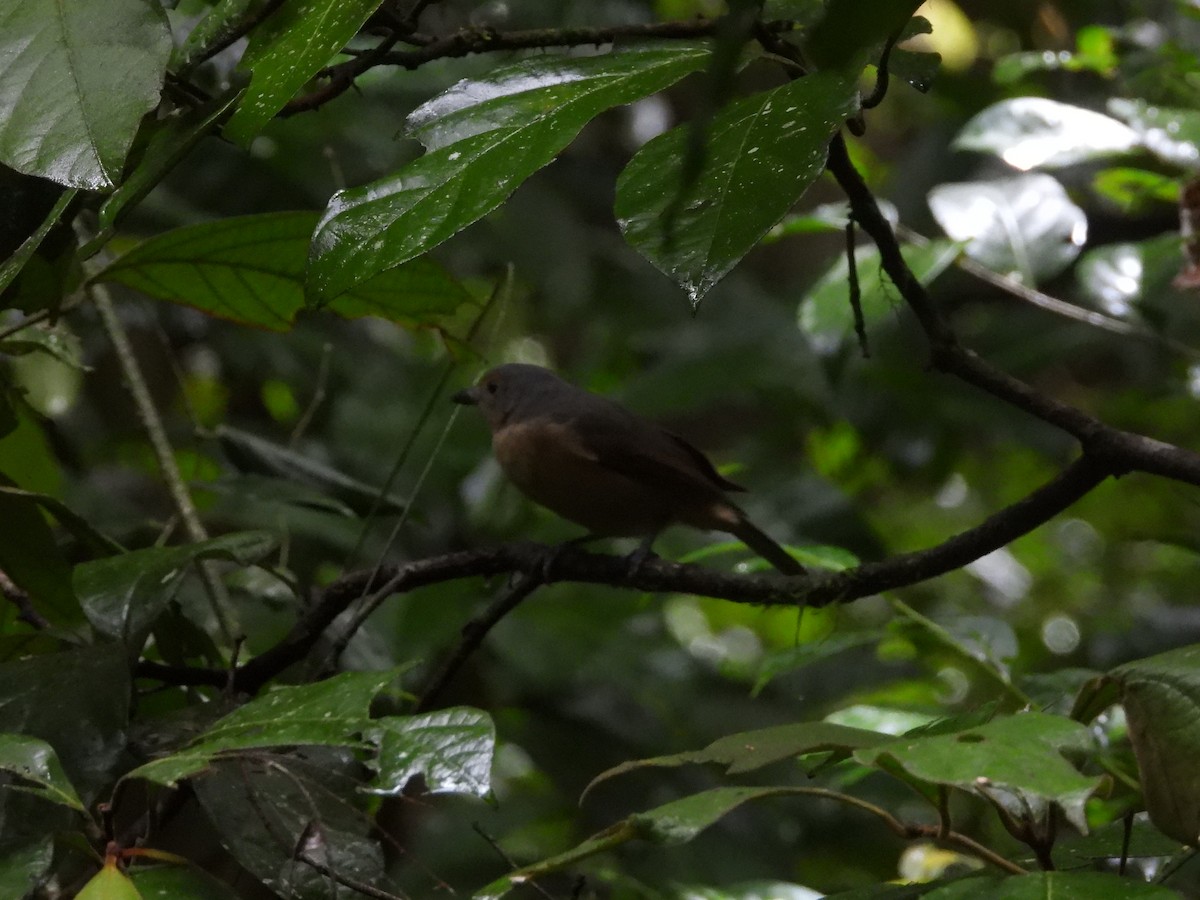 Bower's Shrikethrush - ML632535930