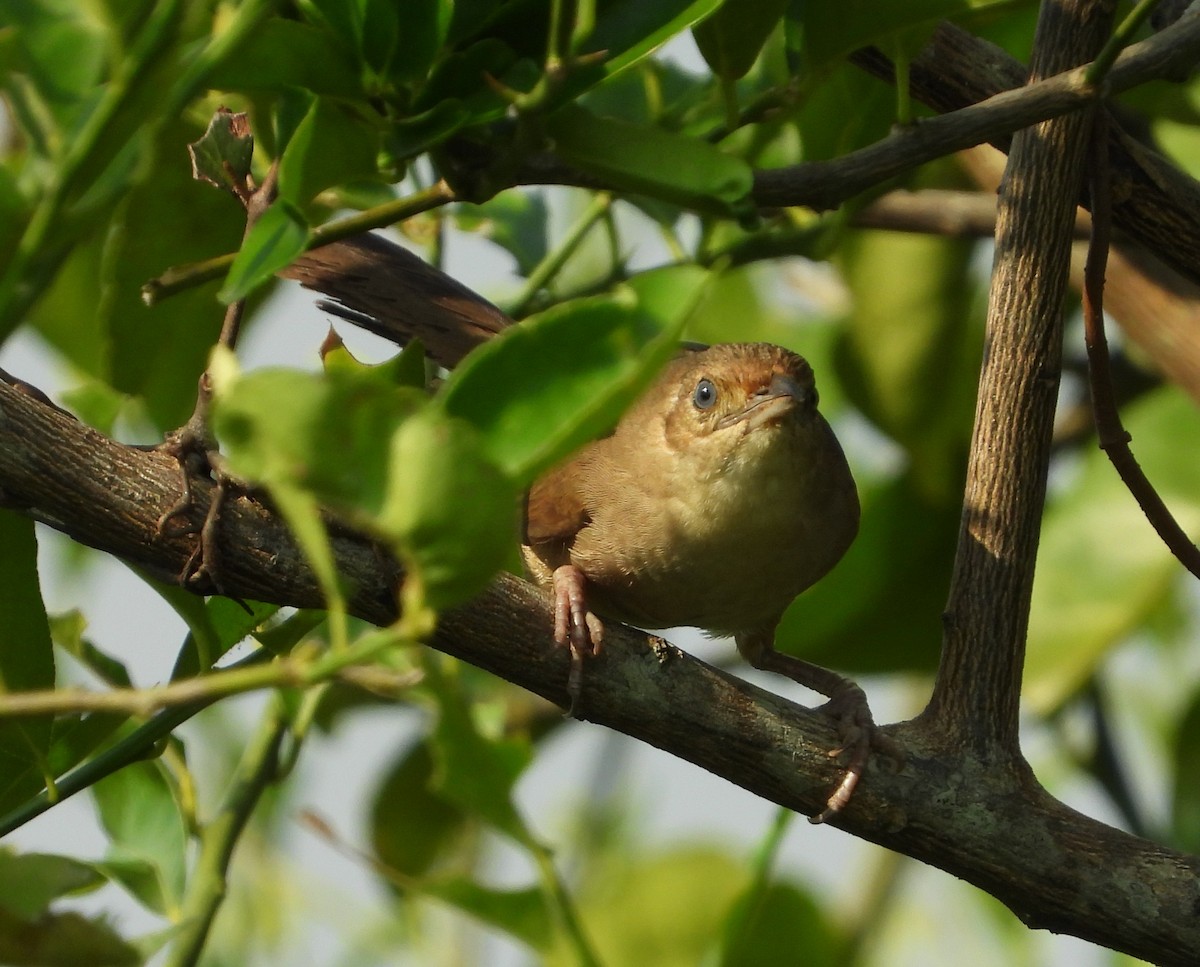 Plain Thornbird - ML632535979