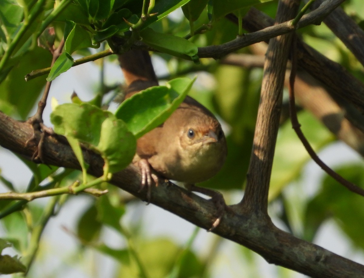 Plain Thornbird - ML632535980