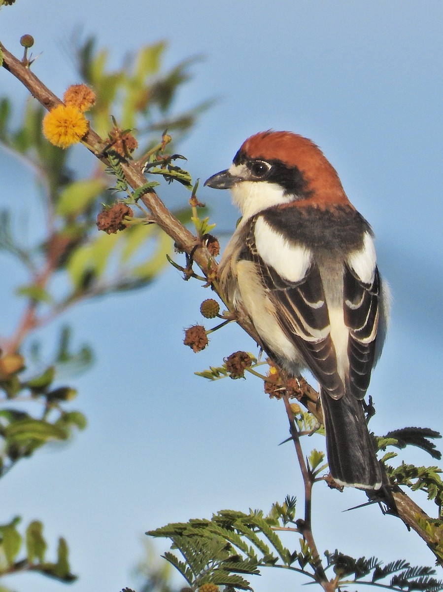 Woodchat Shrike - ML632536116