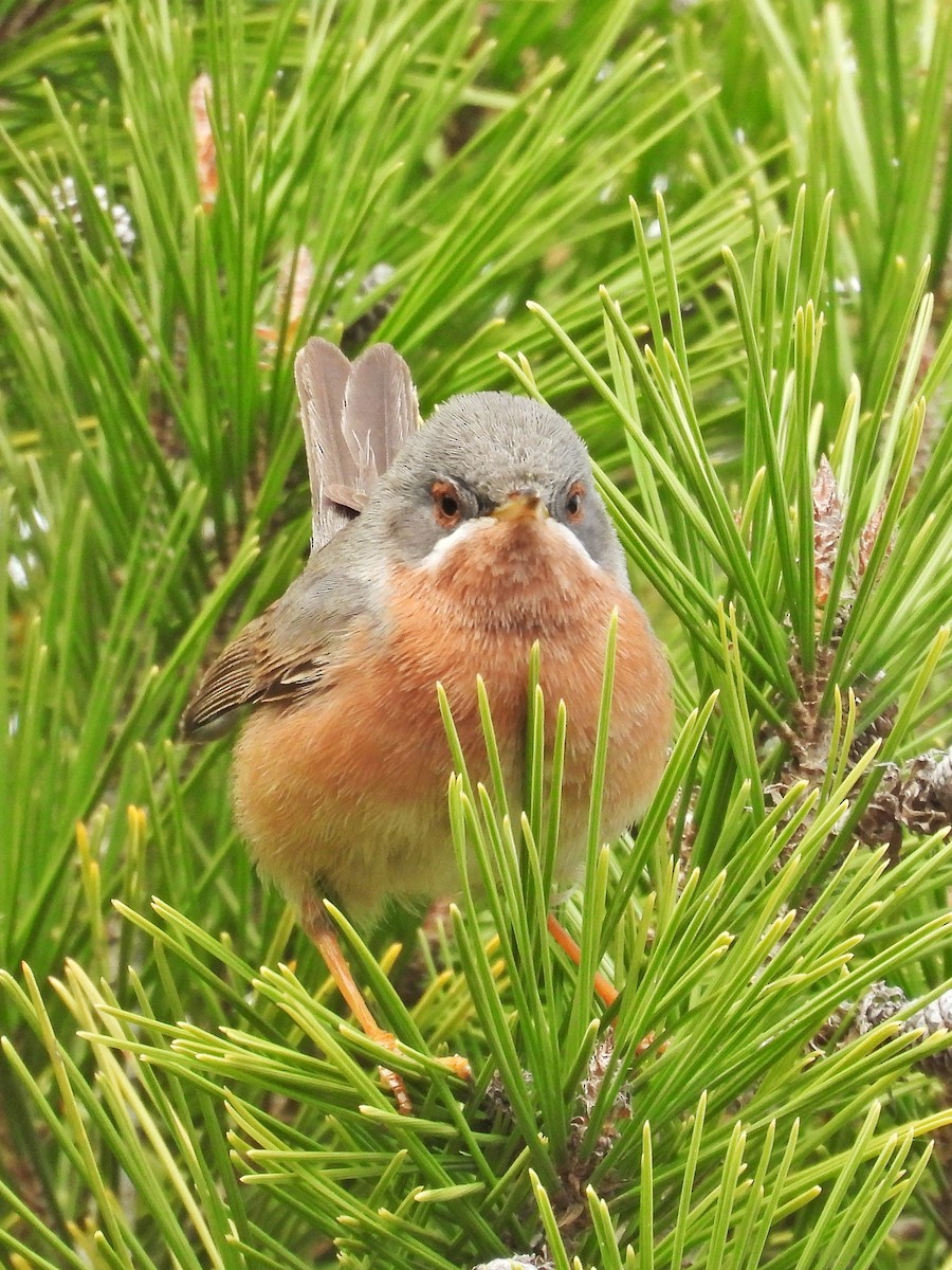 Western Subalpine Warbler - ML632536125