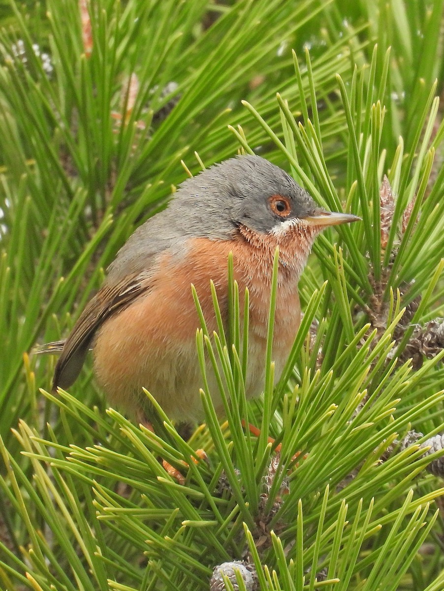 Western Subalpine Warbler - ML632536126
