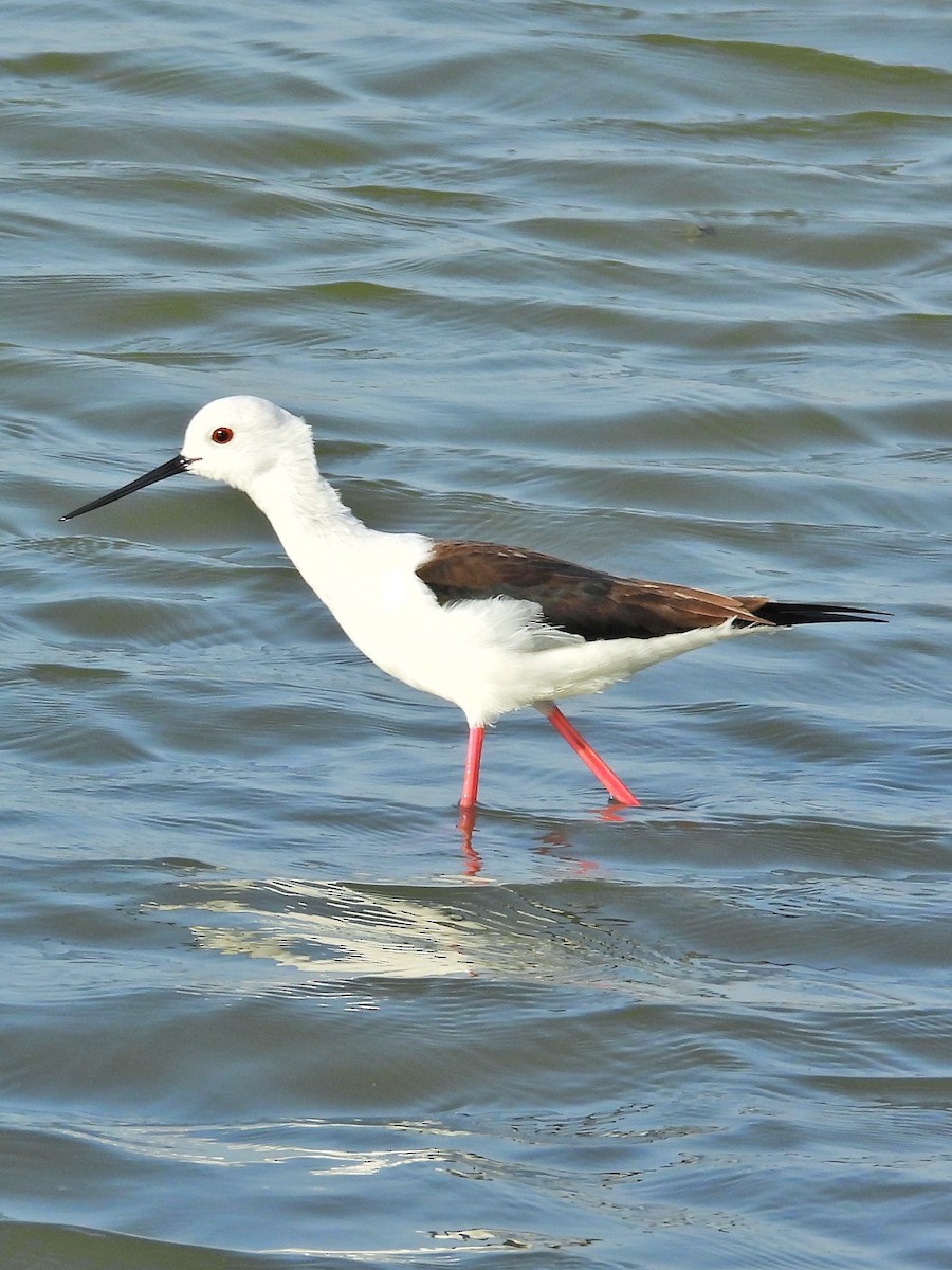 Black-winged Stilt - ML632536150