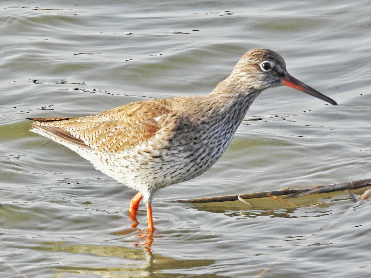 Common Redshank - ML632536156