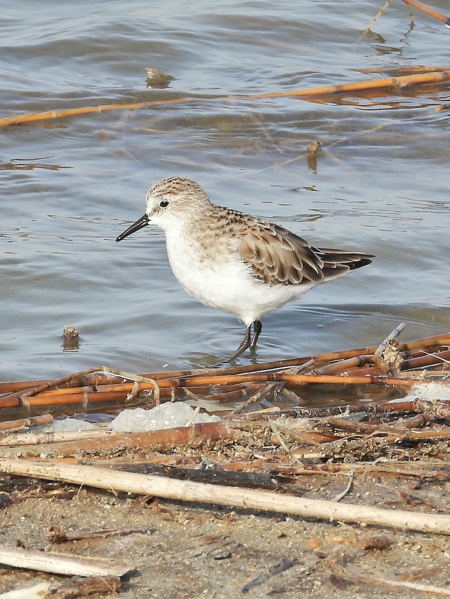 Little Stint - ML632536178