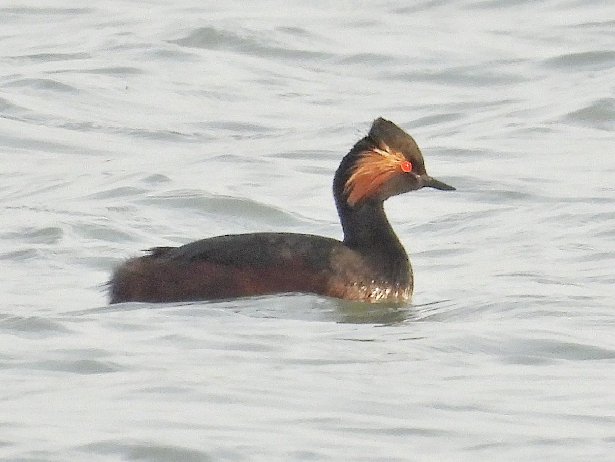 Eared Grebe - ML632536186