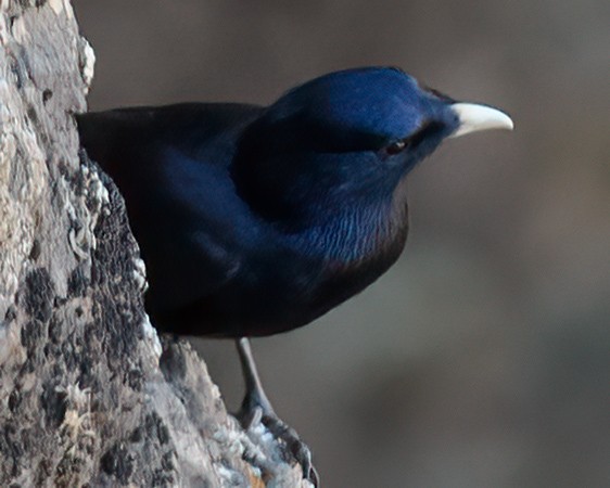 White-billed Starling - ML632536278
