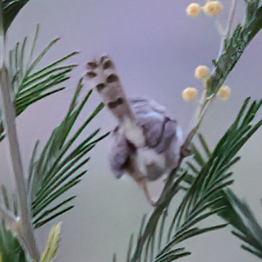 Pale Prinia - ML632536316