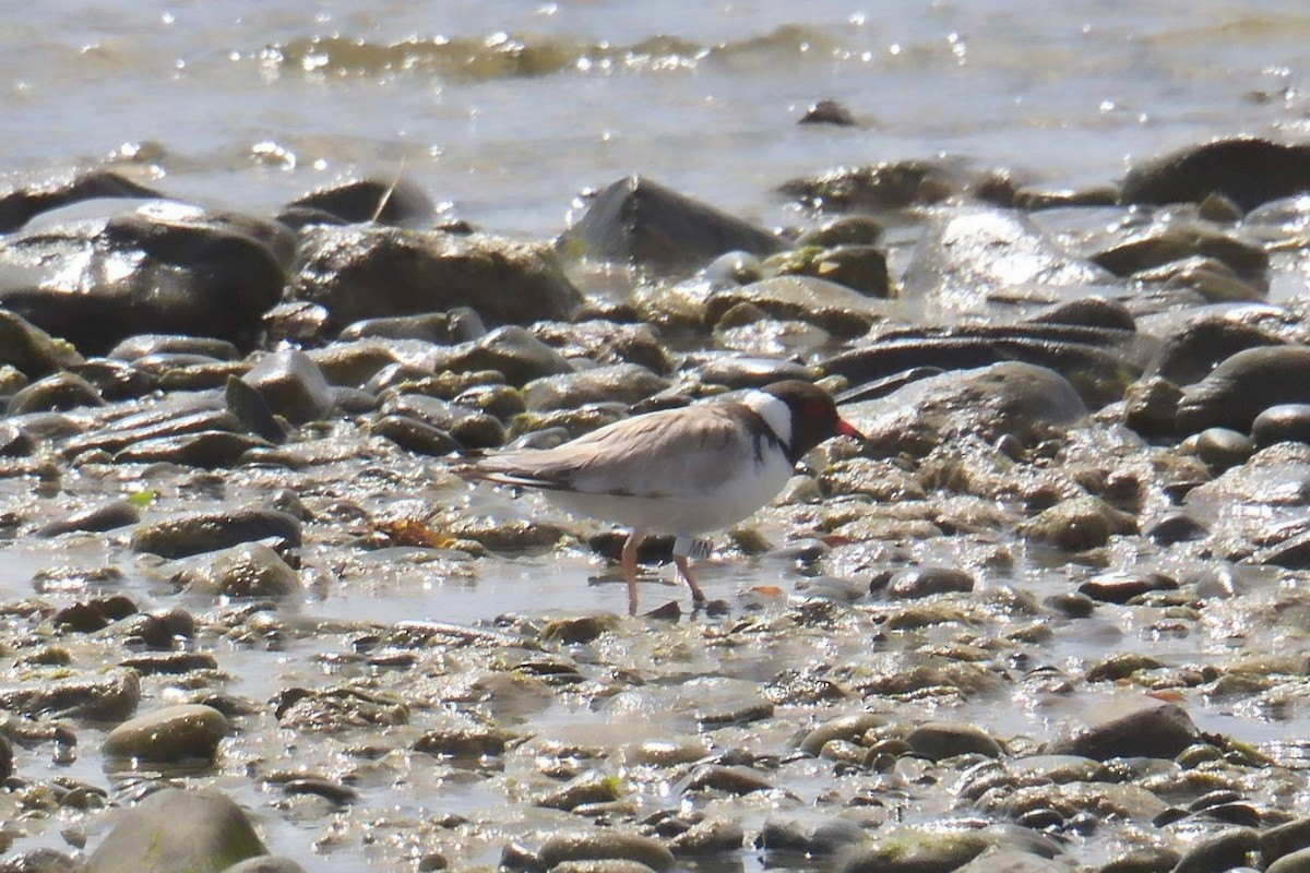 Hooded Plover - ML632536454