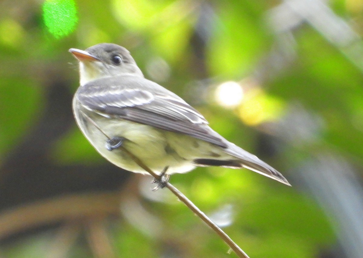 Acadian Flycatcher - ML632536512