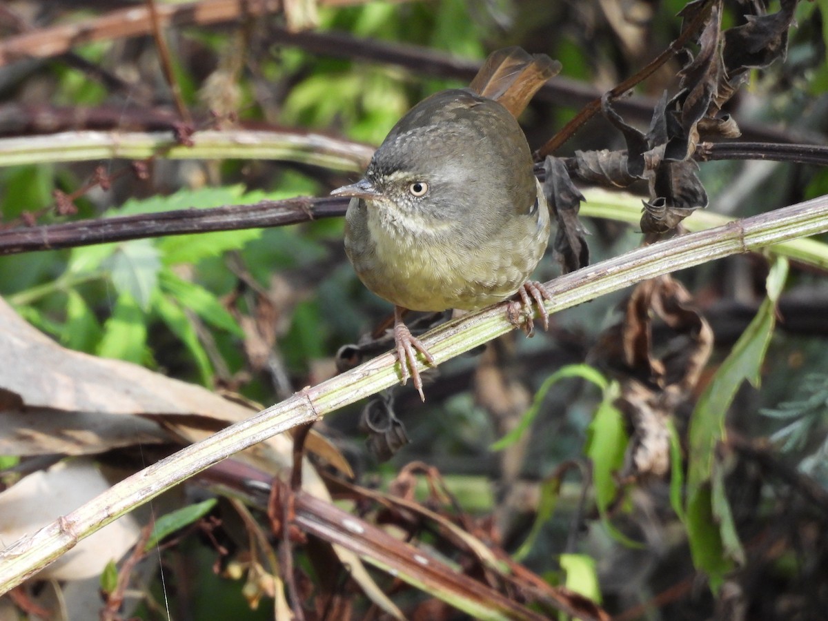 White-browed Scrubwren - ML632536543