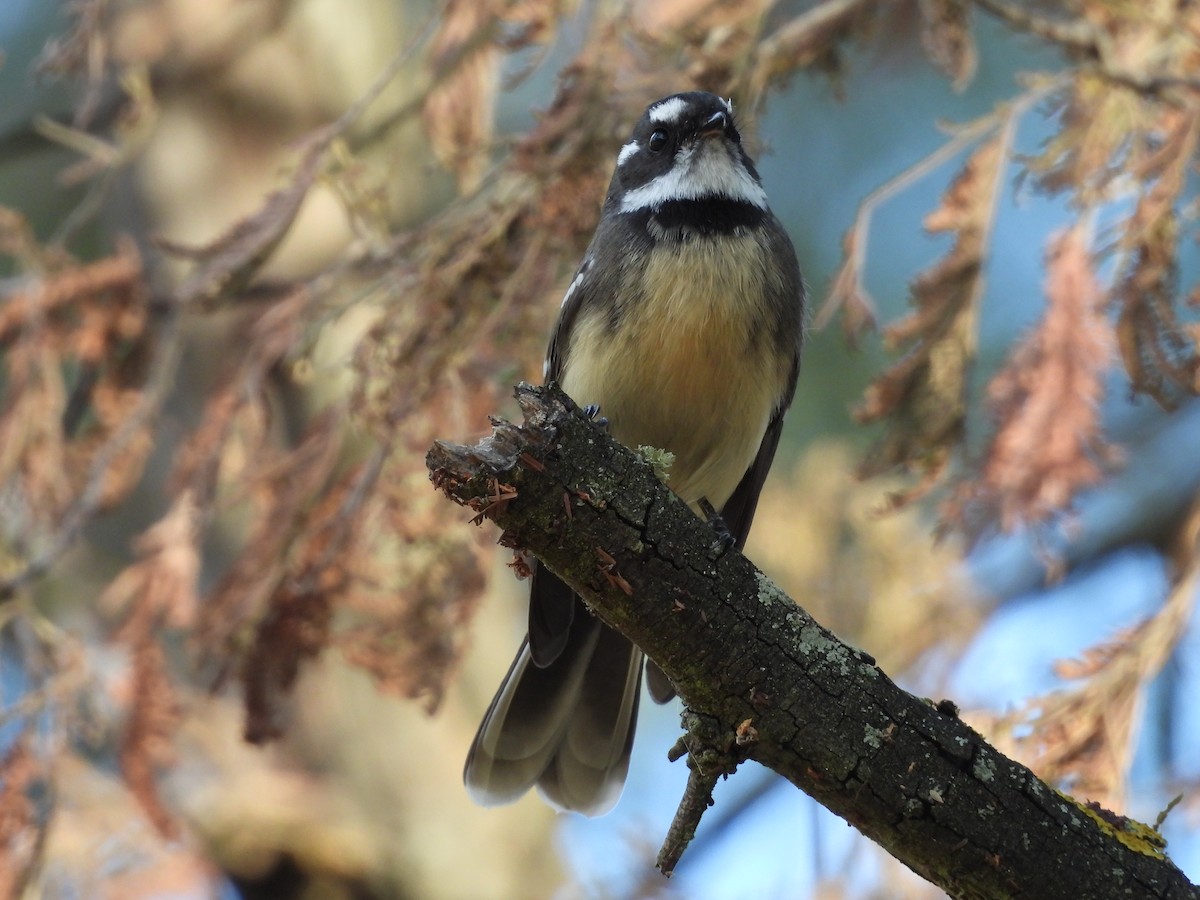 Gray Fantail - ML632536544