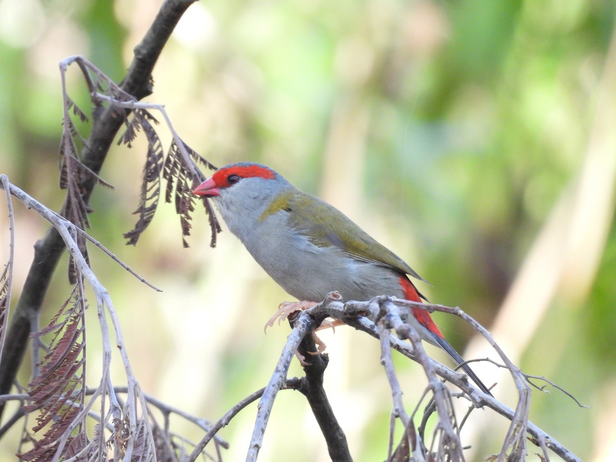 Red-browed Firetail - ML632536546