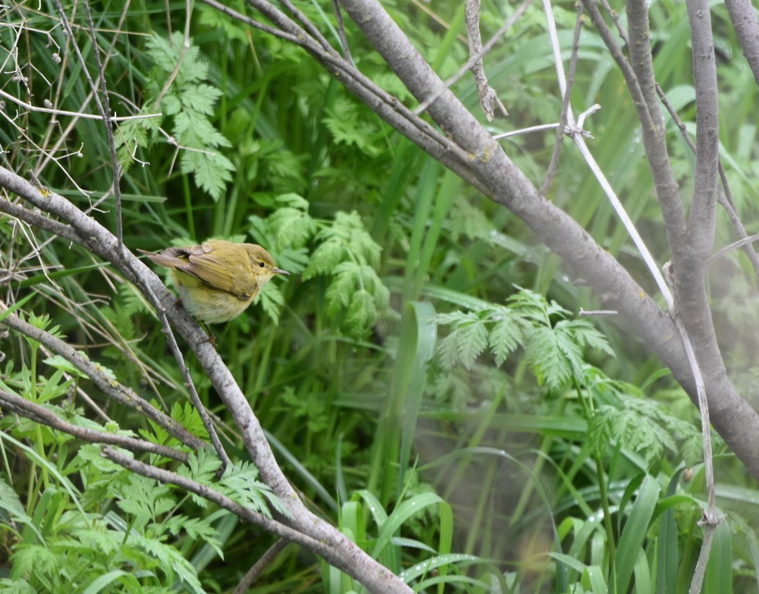 Luì iberico - ML632536563
