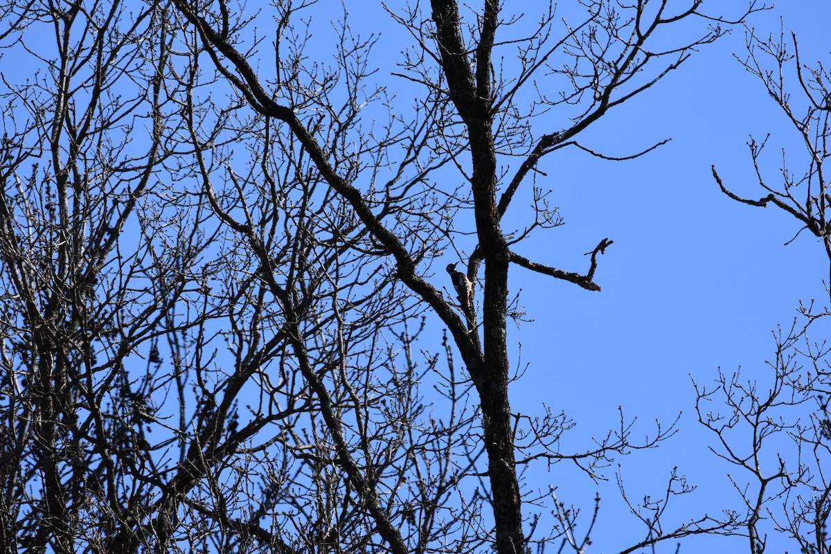 Picchio rosso mezzano - ML632536594