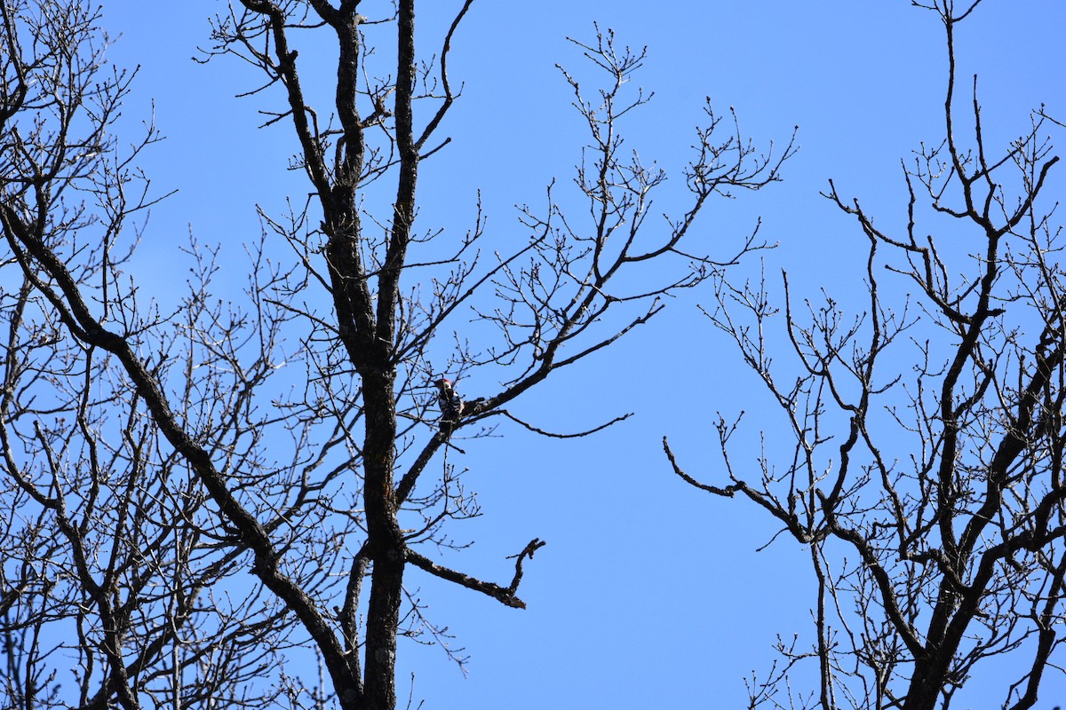 Picchio rosso mezzano - ML632536598