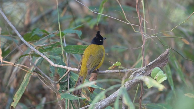 Black-crested Bulbul - ML632536614