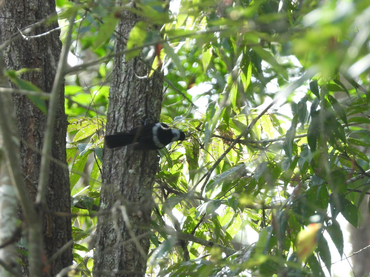 Pied Monarch - ML632536714