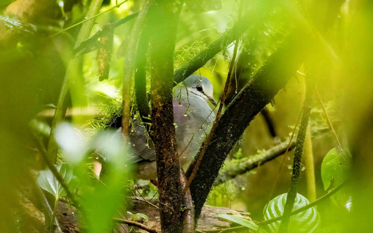Purplish-backed Quail-Dove - ML632536757