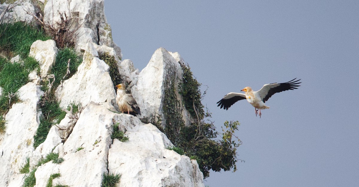 Egyptian Vulture - ML632536775