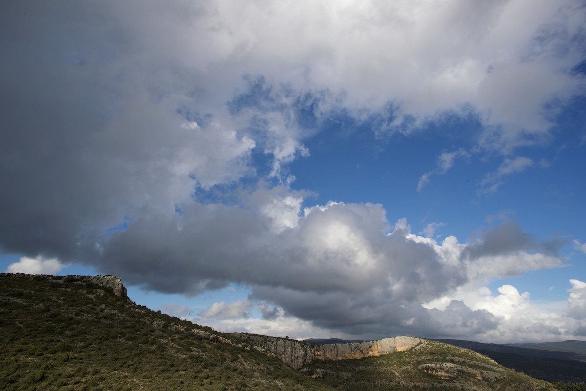 Egyptian Vulture - ML632536776