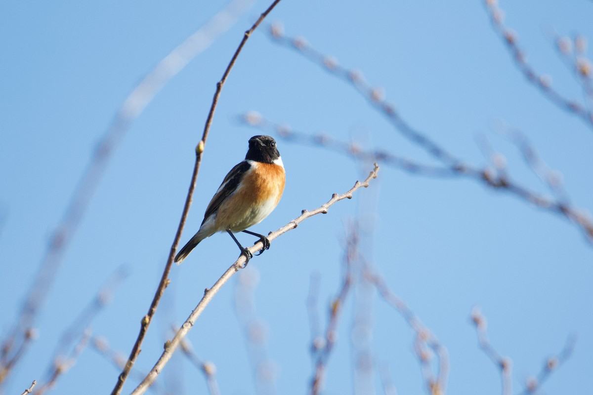European Stonechat - ML632536806