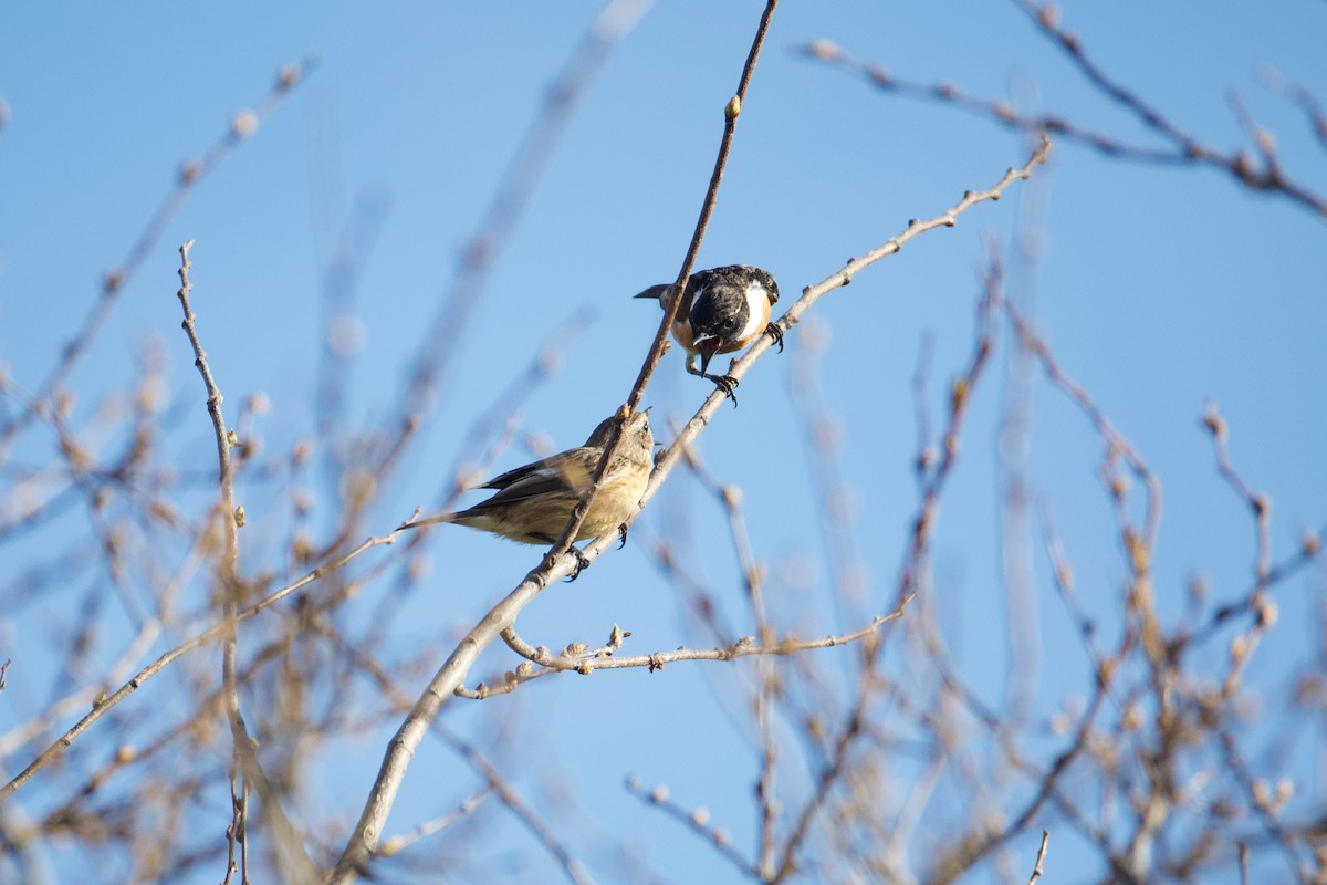 European Stonechat - ML632536807