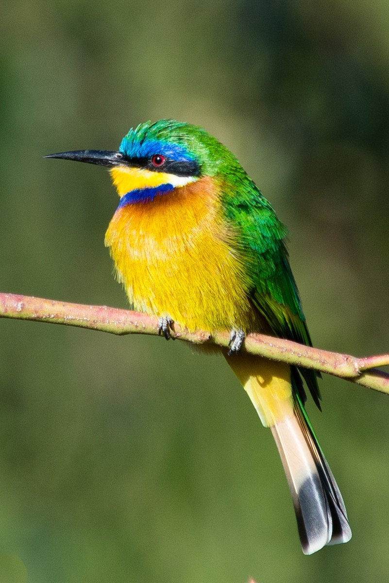 Ethiopian Bee-eater - ML632536859