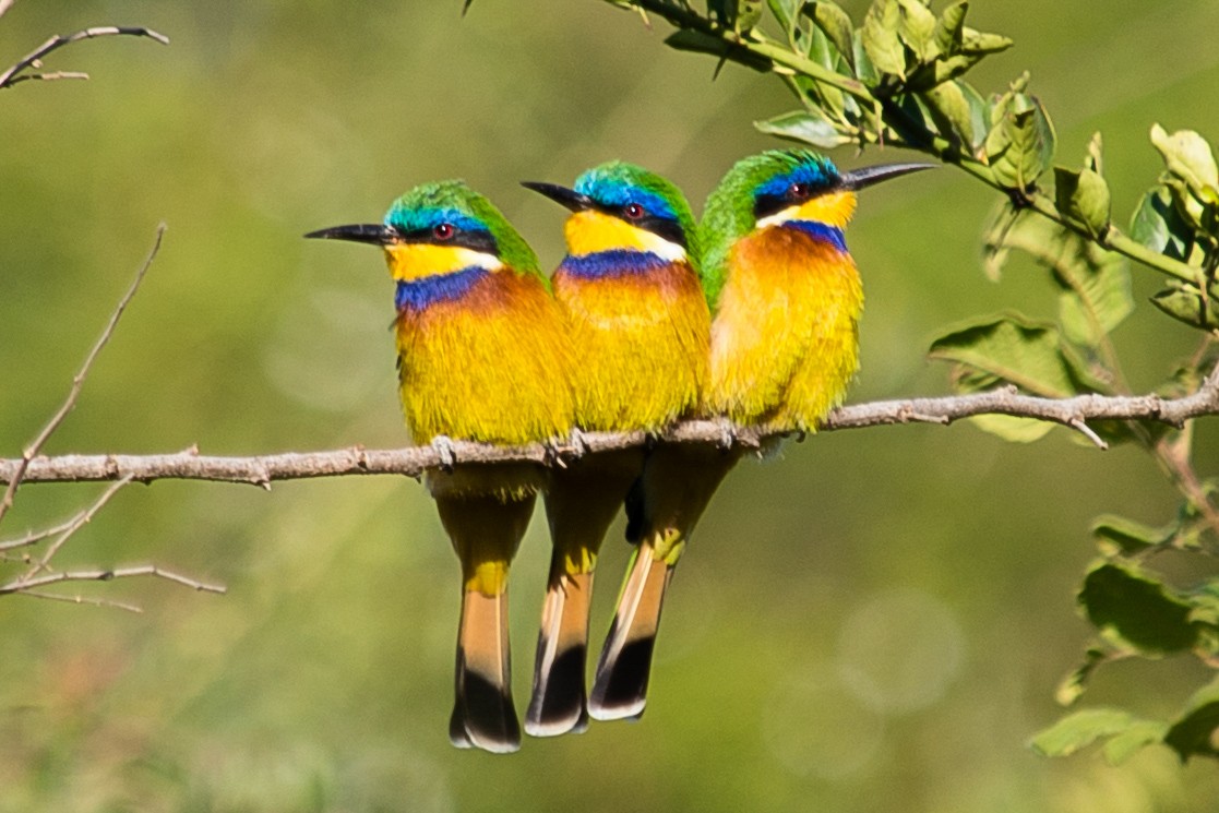Ethiopian Bee-eater - ML632536861