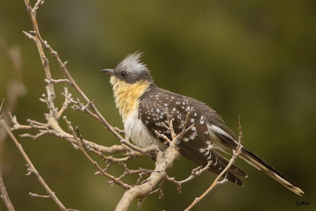 Great Spotted Cuckoo - ML632536985