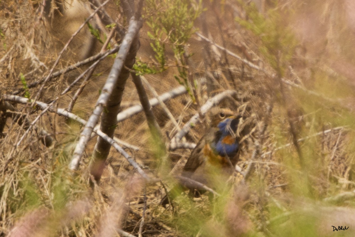 Bluethroat - ML632536995