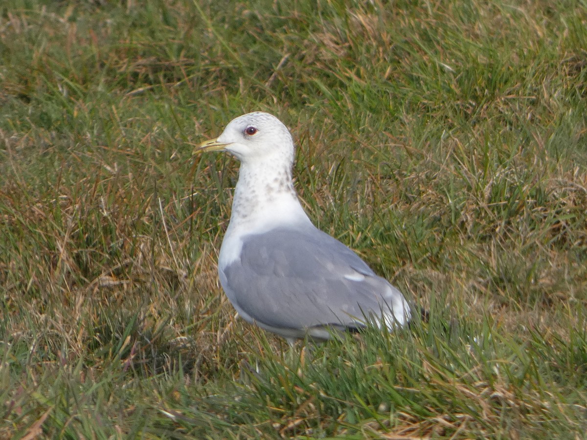 Gaviota Cana - ML632537146