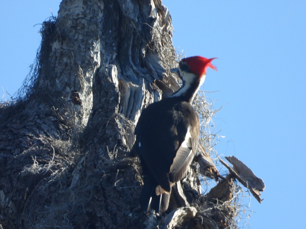 Pileated Woodpecker - ML632537206