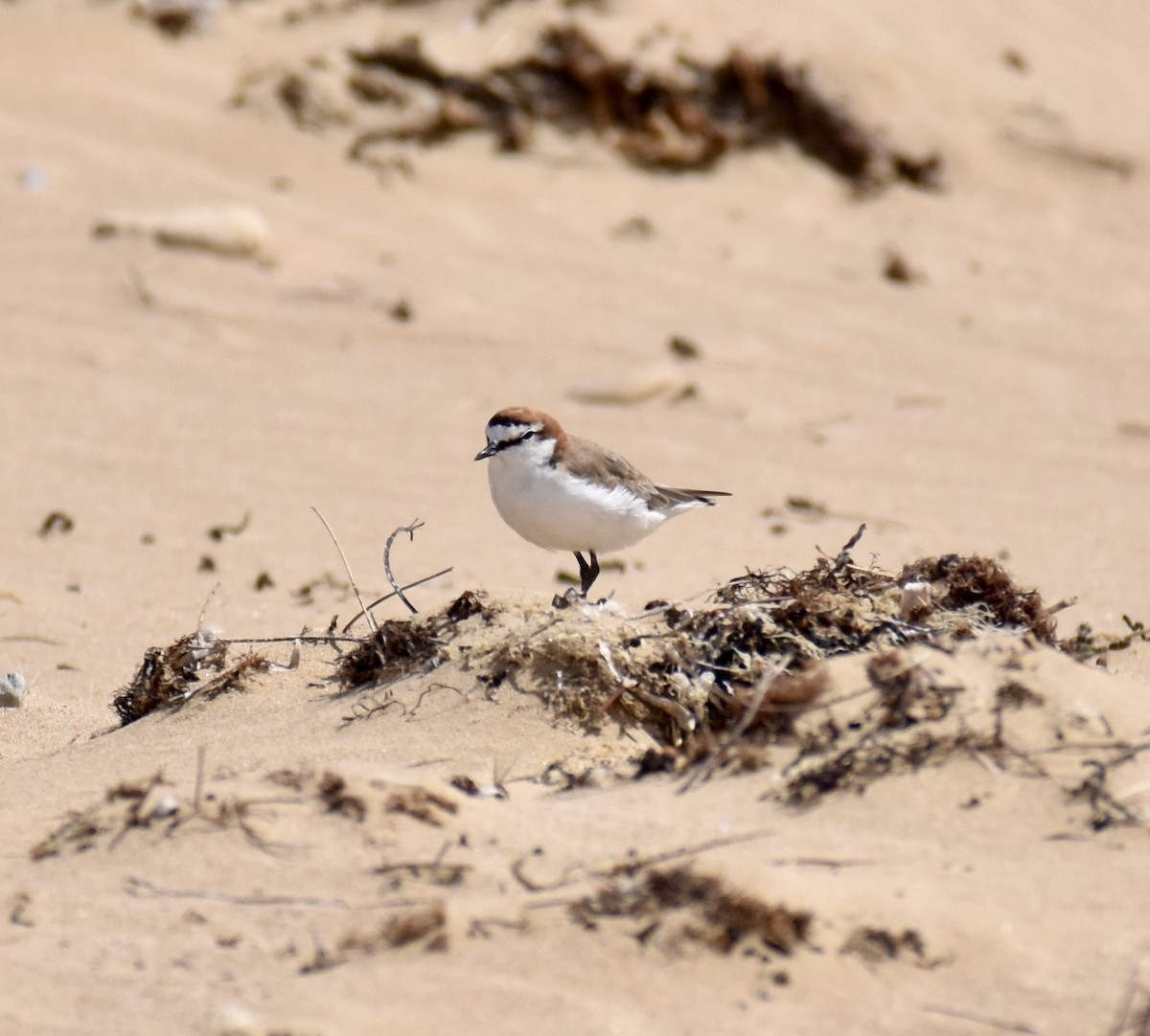 Red-capped Plover - ML632537213