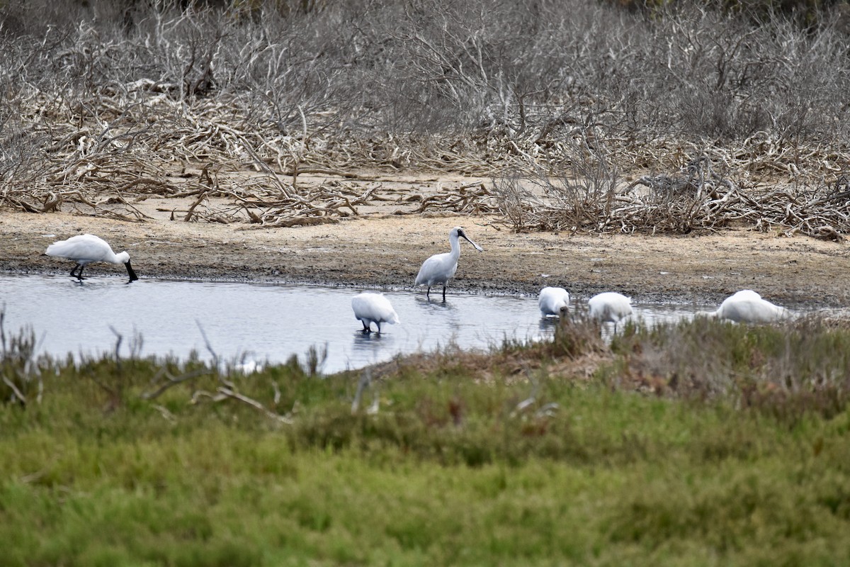 Royal Spoonbill - ML632537232