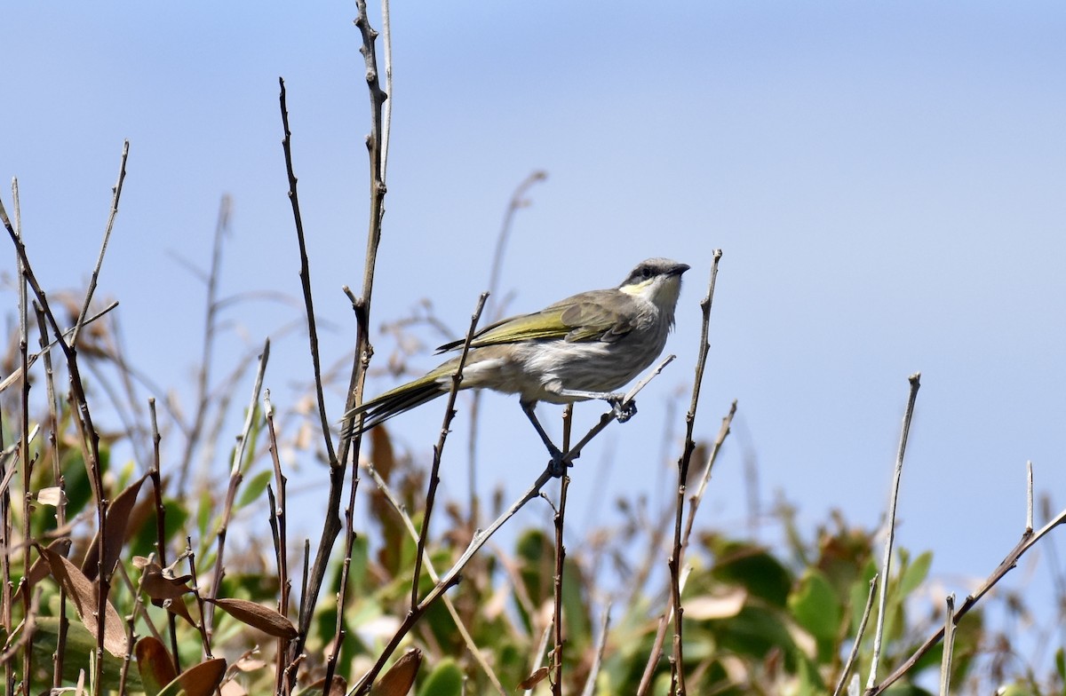 Singing Honeyeater - ML632537243