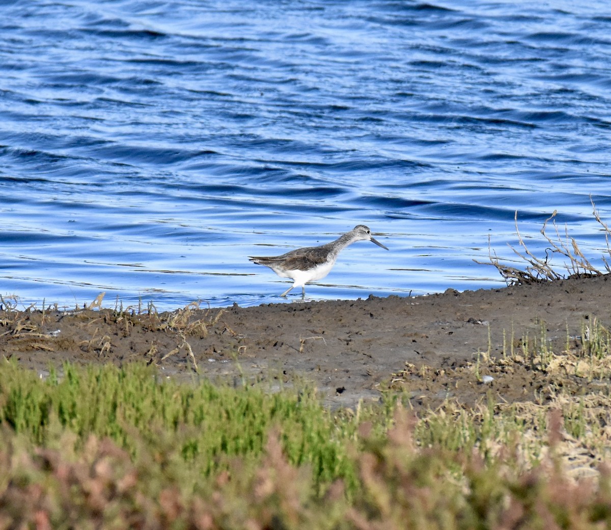 Common Greenshank - ML632537267