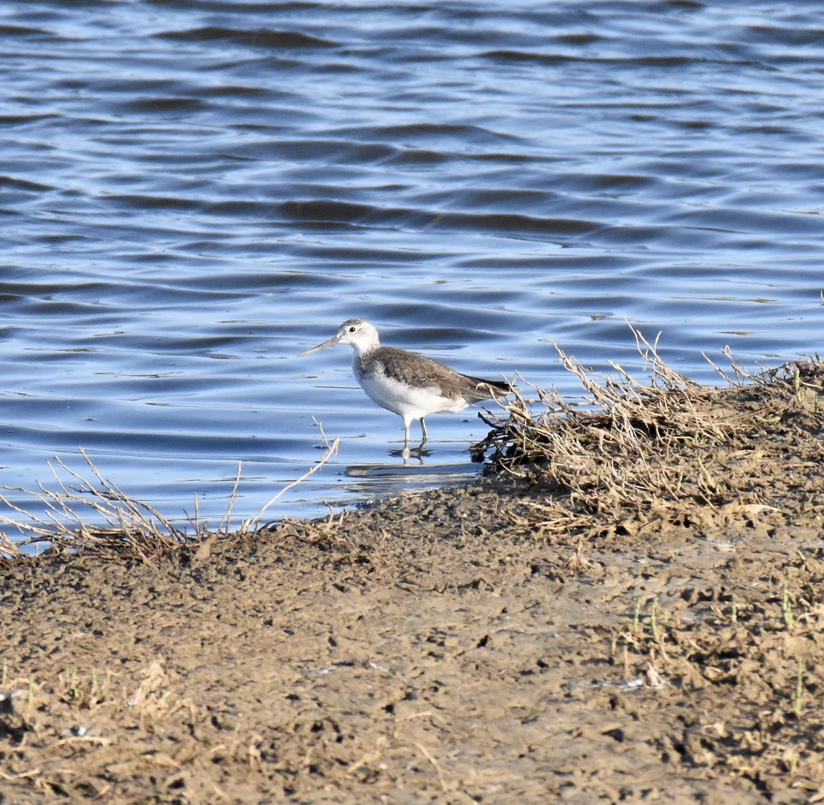 Common Greenshank - ML632537268