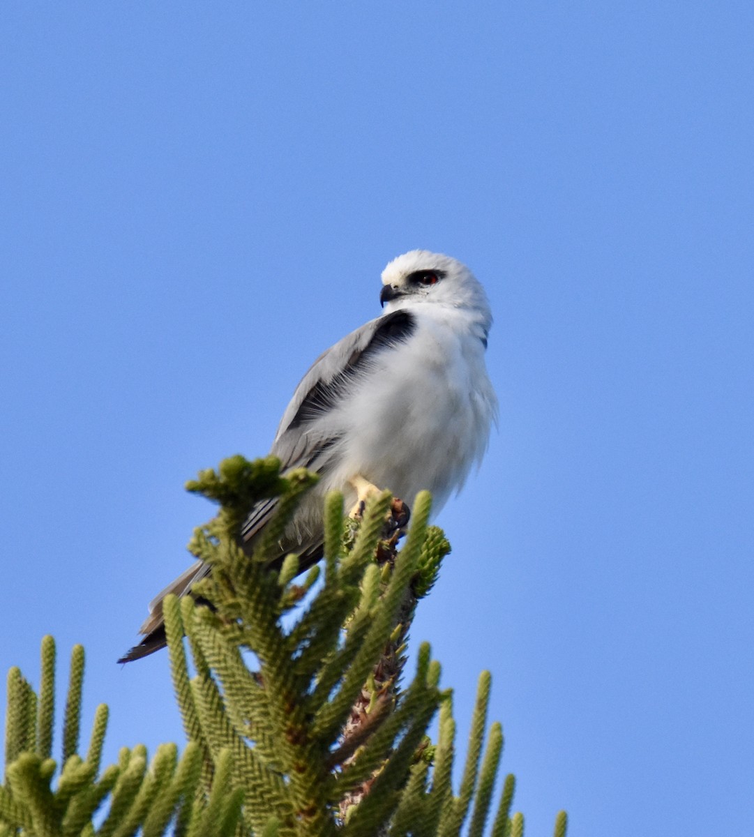 Black-shouldered Kite - ML632537279