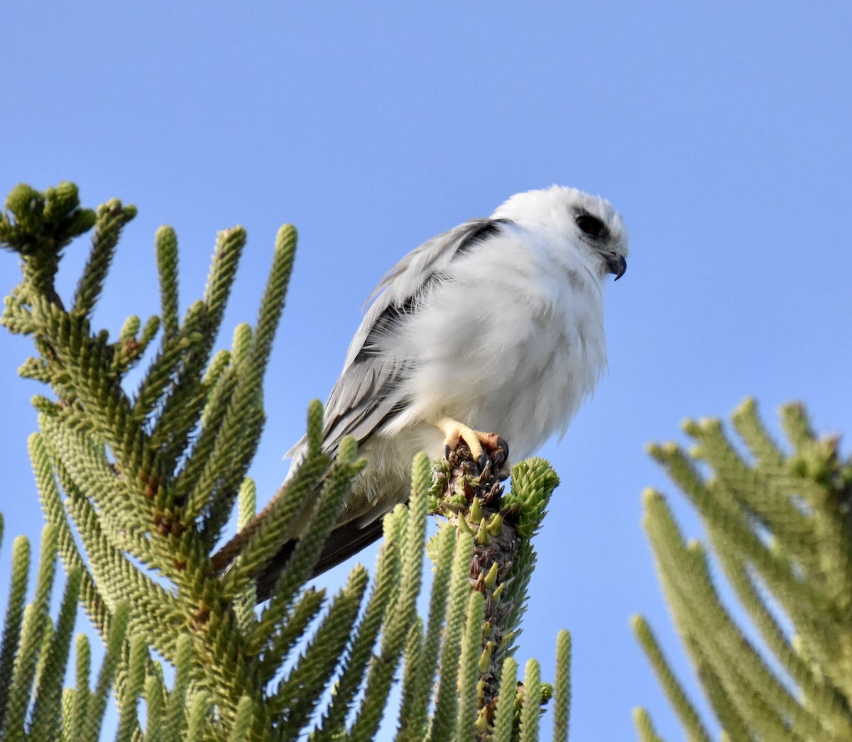 Black-shouldered Kite - ML632537280
