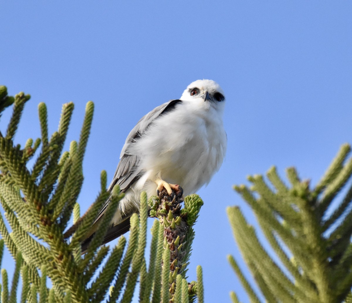 Black-shouldered Kite - ML632537281