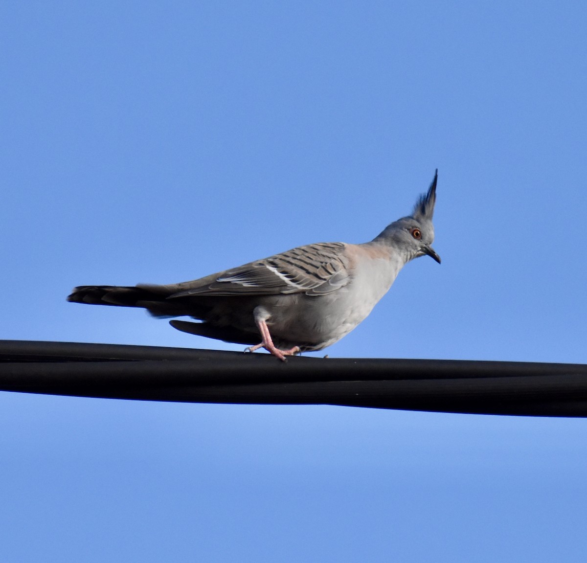 Crested Pigeon - ML632537293