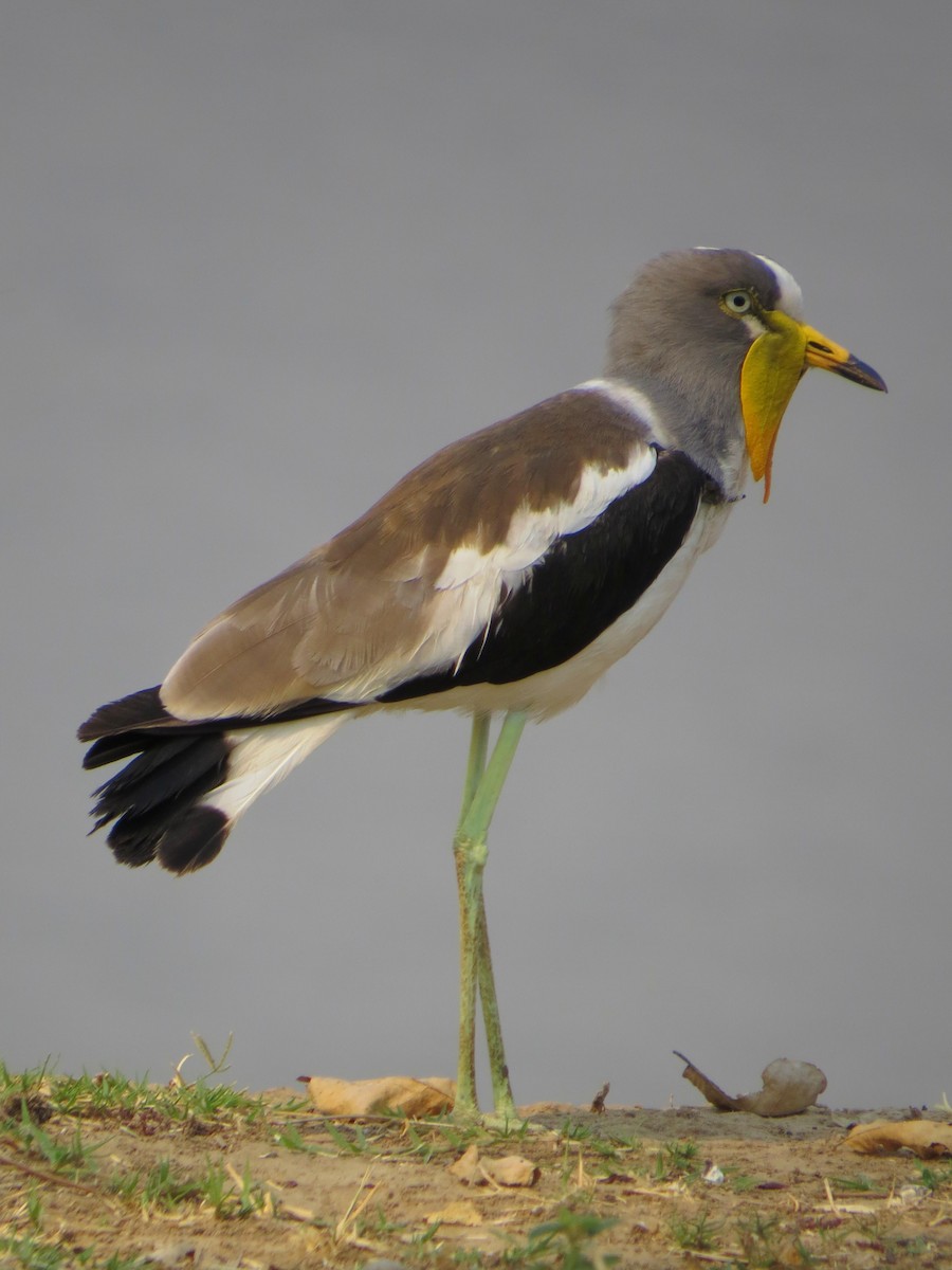 White-crowned Lapwing - ML632537299