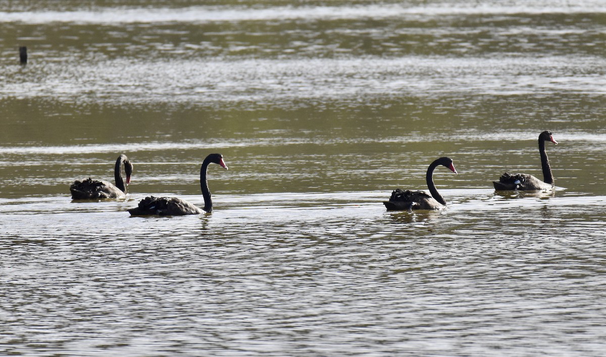 Black Swan - ML632537300