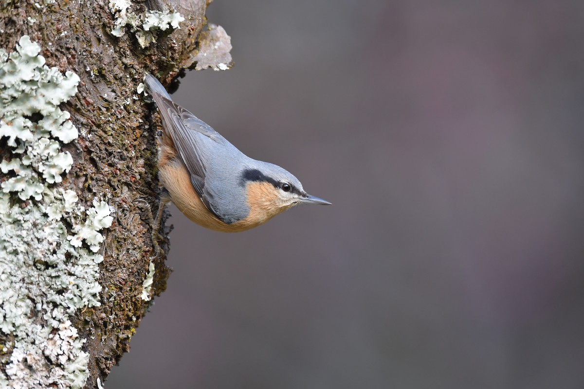 Eurasian Nuthatch (Chinese) - ML632537564