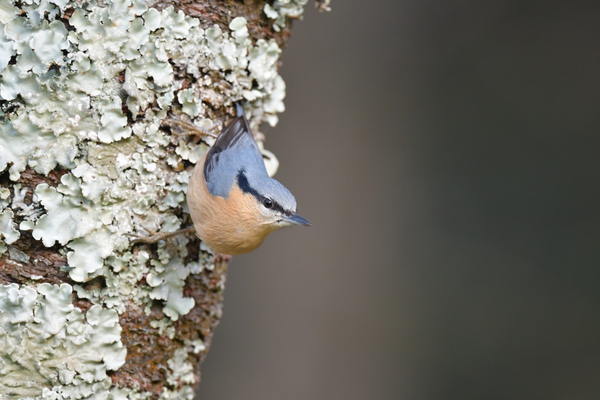 Eurasian Nuthatch (Chinese) - ML632537565