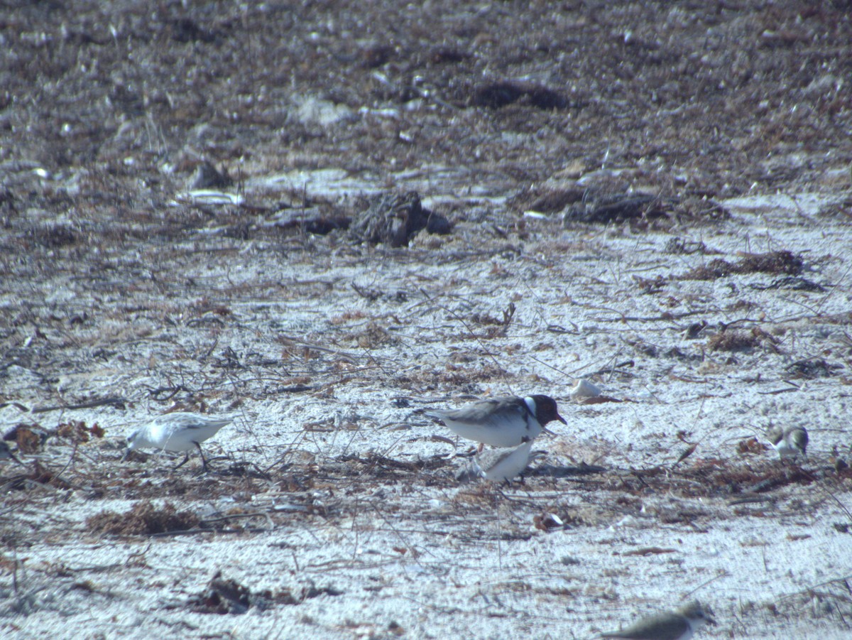 Hooded Plover - ML632537587