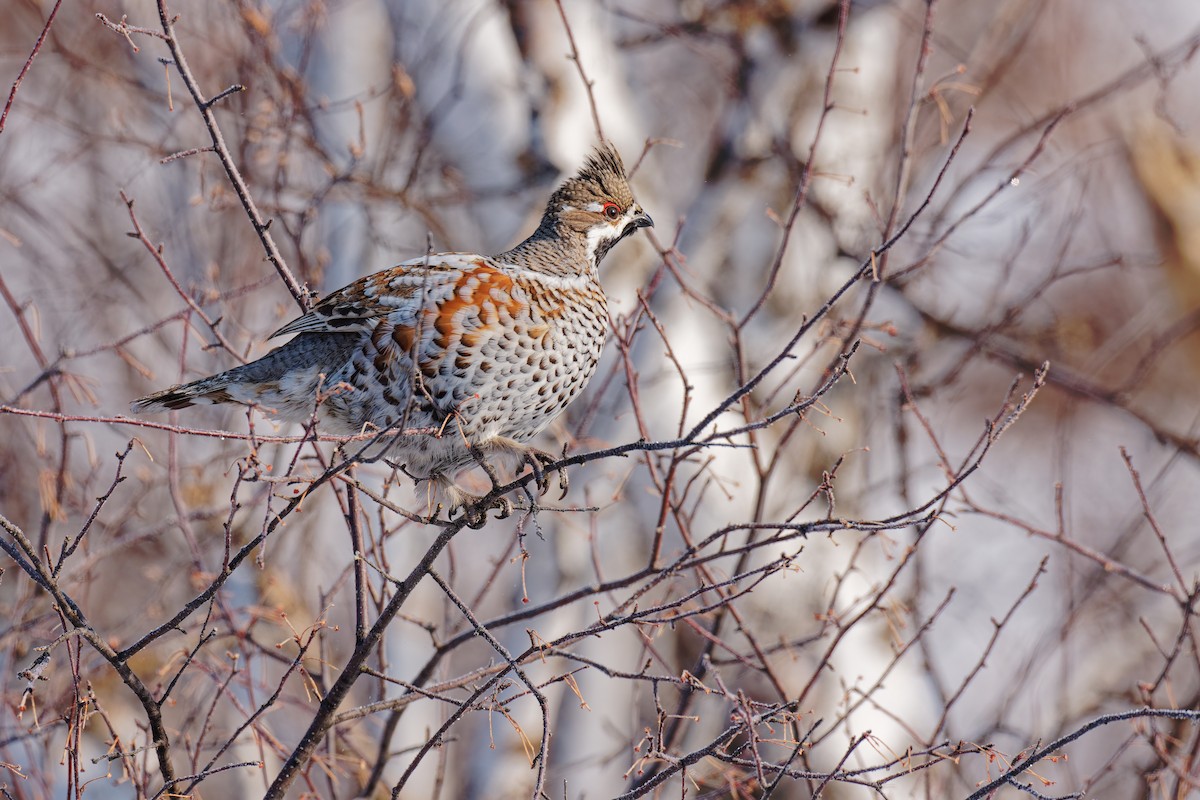 Hazel Grouse - ML632537627