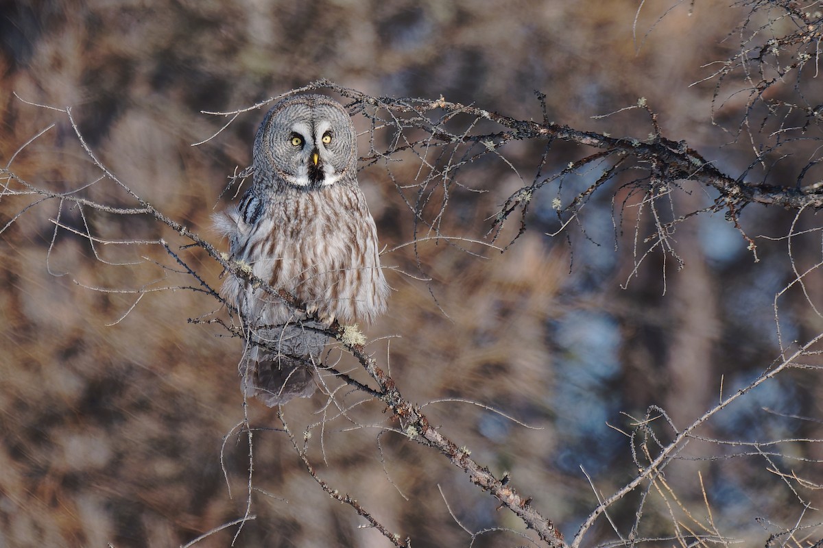 Great Gray Owl (Lapland) - ML632537630